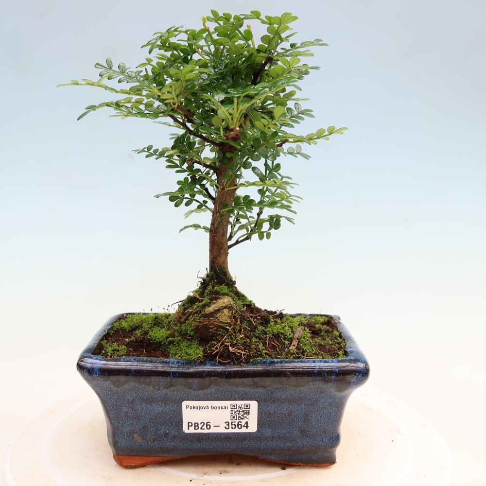 Zimmer Bonsai - Zantoxylum piperitum - Pfefferbaum
