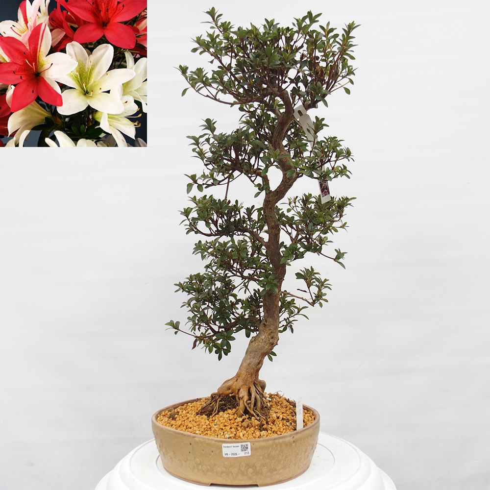 Bonsai für draußen - Japanische Azalee - Azalee Hanatsuzuri