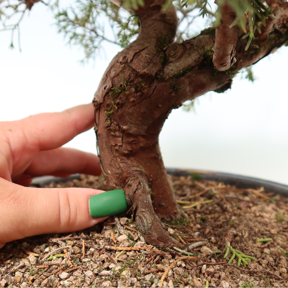 Bonsai für draußen - Juniperus chinensis Itoigawa-Juniperus chinensis