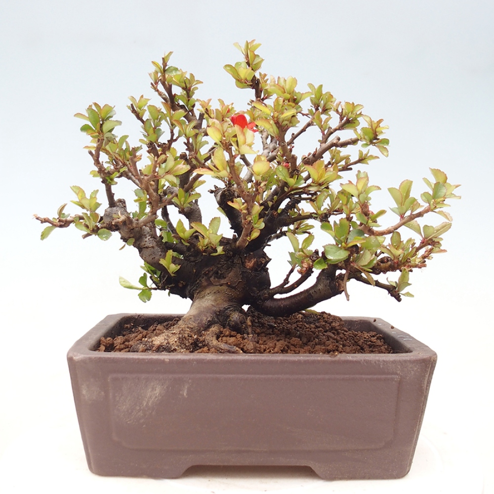 Bonsai für draußen - Chaneomeles speciosa - Quitte