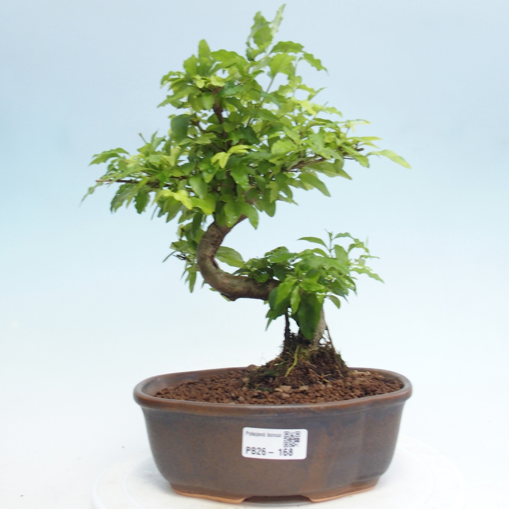 Zimmerbonsai -Ligustrum retusa - Kleinblättriger Vogelschnabel