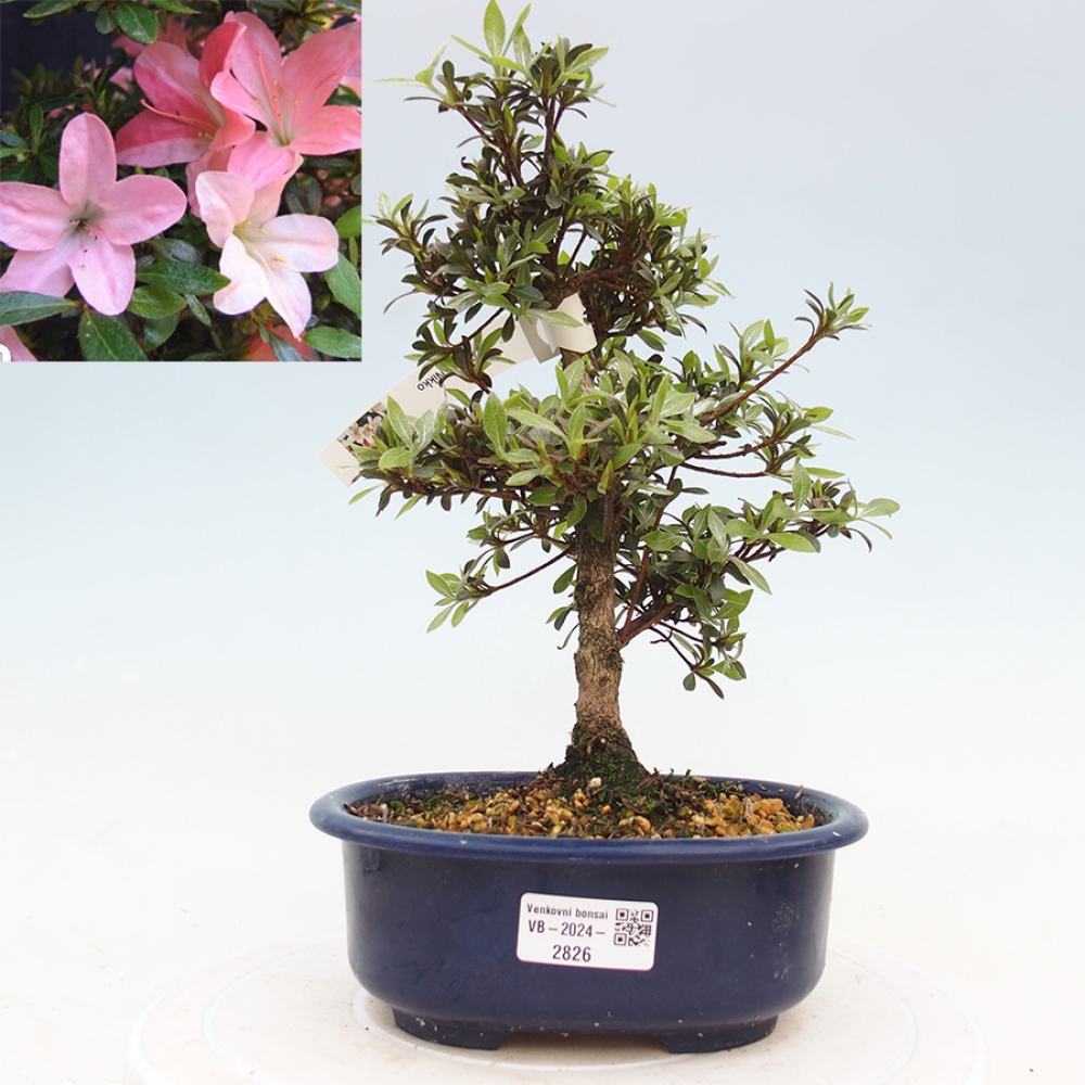 Bonsai im Freien - Japanische Azalee - Azalea Nikko