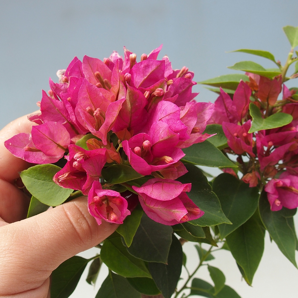 Zimmer Bonsai - Bouganwilea