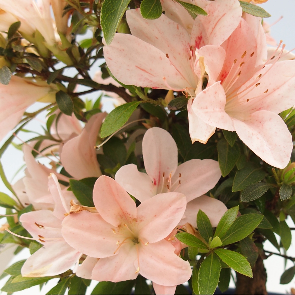 Bonsai im Freien - Japanische Azalee - Azalea Nikko