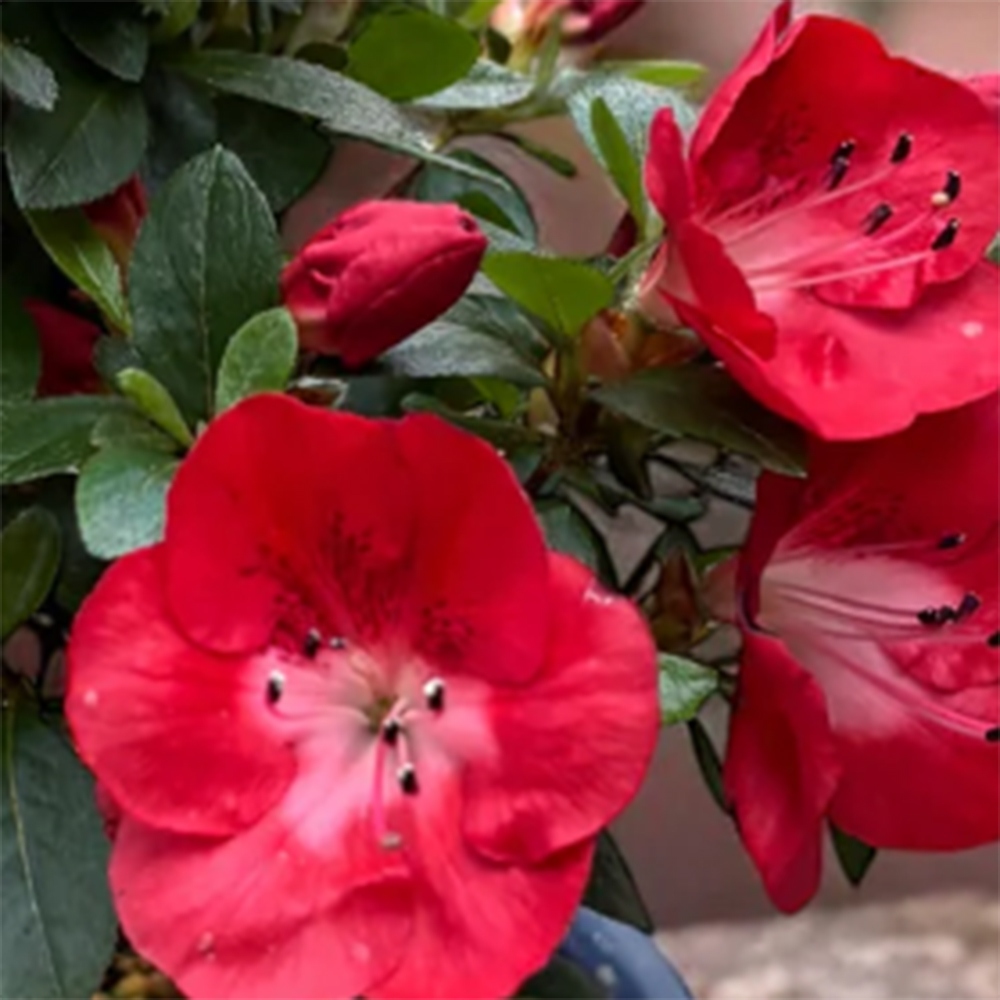 Bonsai für draußen - Japanische Azalee - Azalea Benibeni