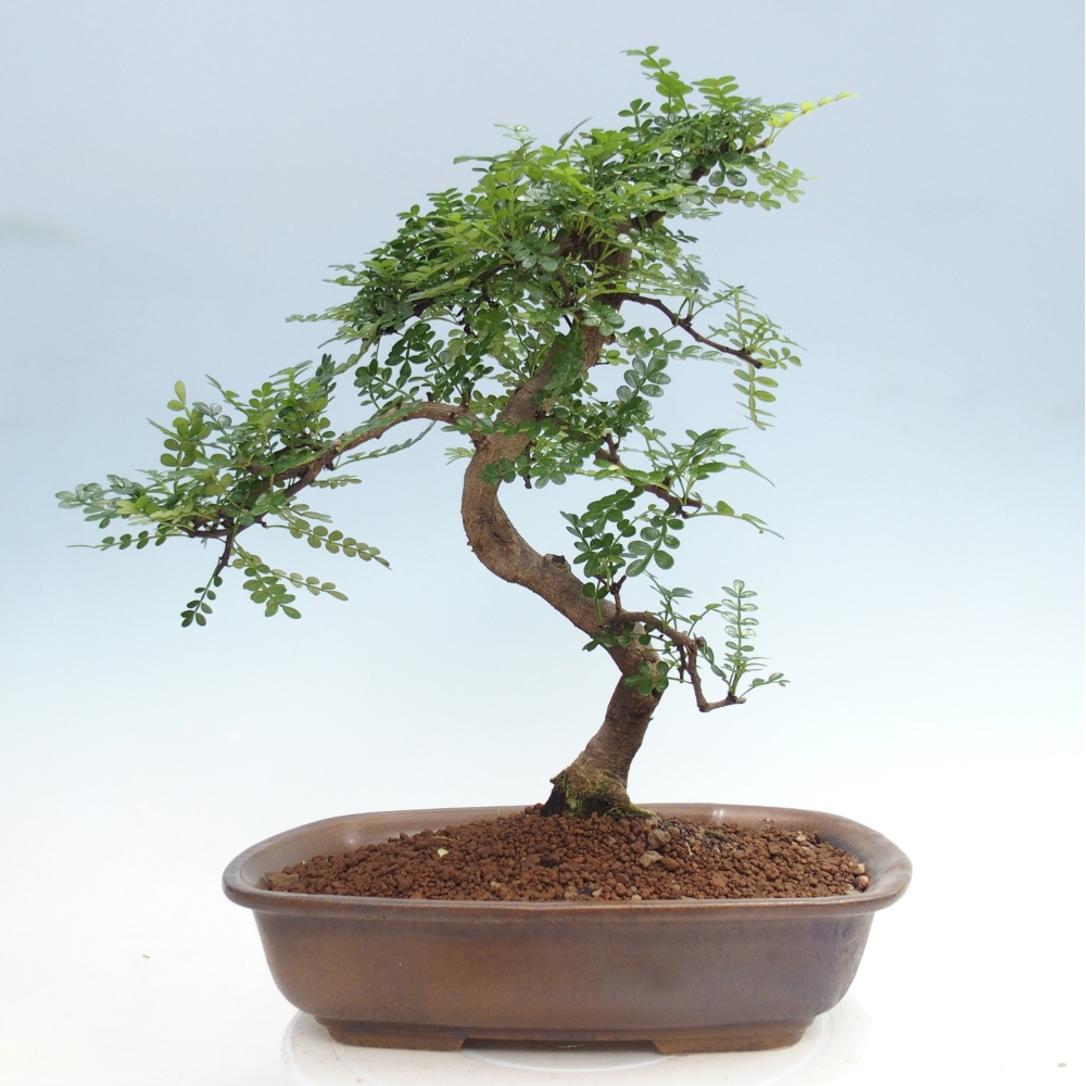 Zimmer Bonsai - Zantoxylum piperitum - Pfefferbaum