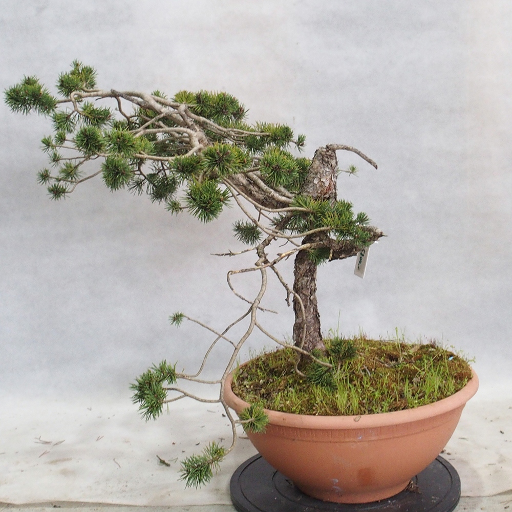 Yamadori - Pinus sylvestris 