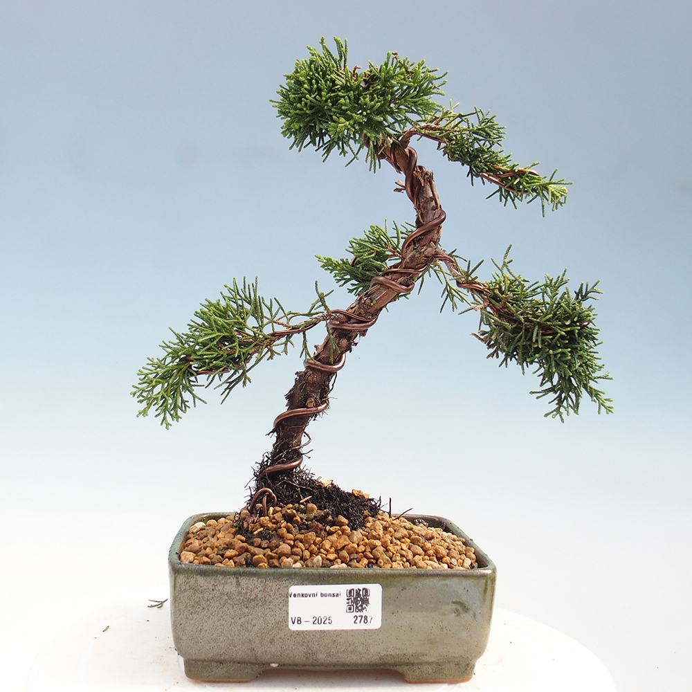 Bonsai im Freien - Juniperus chinensis Kishu - Chinesischer Wacholder