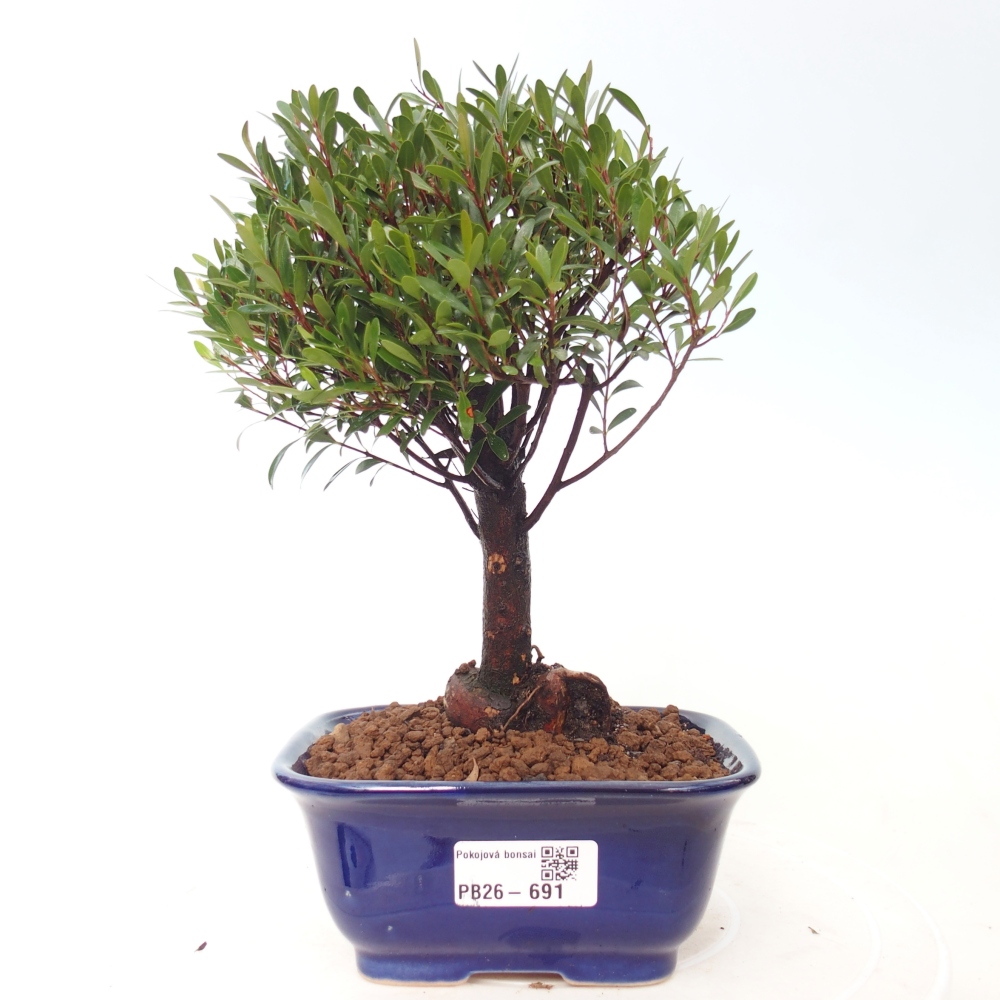 Zimmer Bonsai - Syzygium - Piment