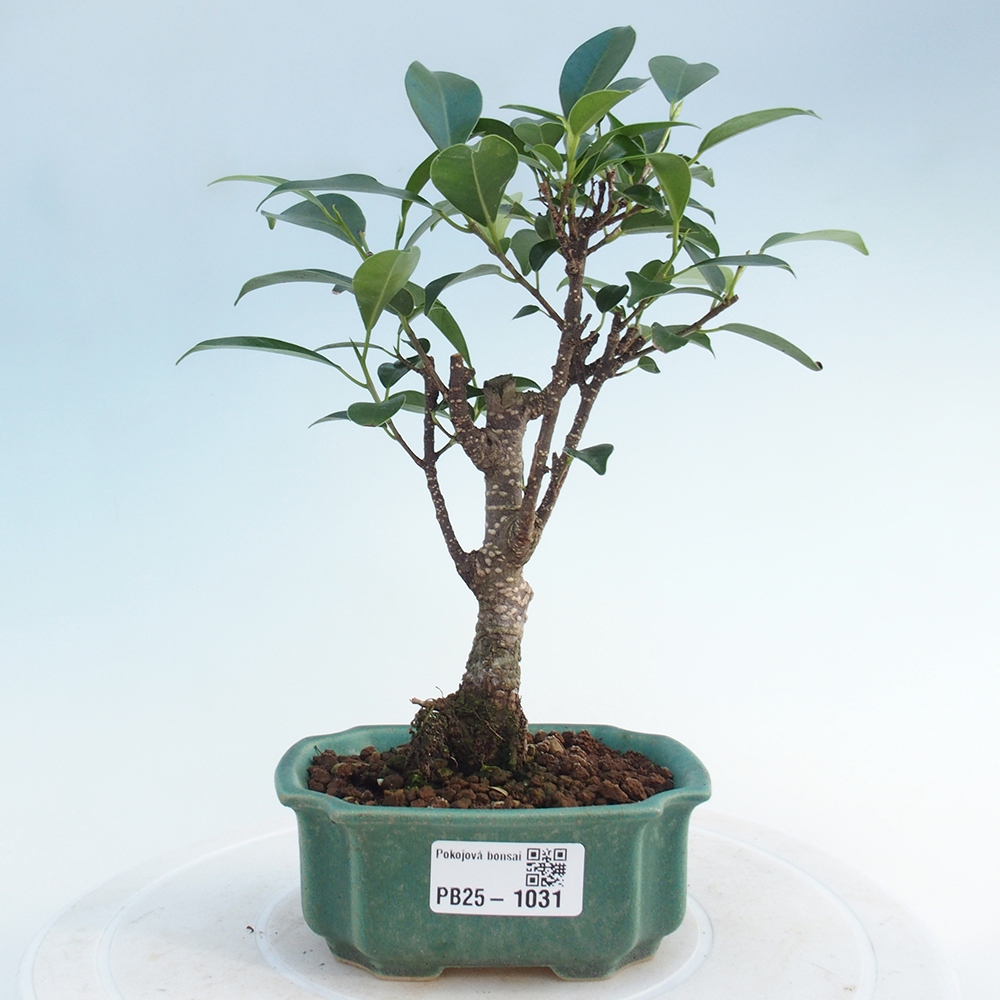 Zimmerbonsai - Kleinblättriger Ficus - Ficus kimmen