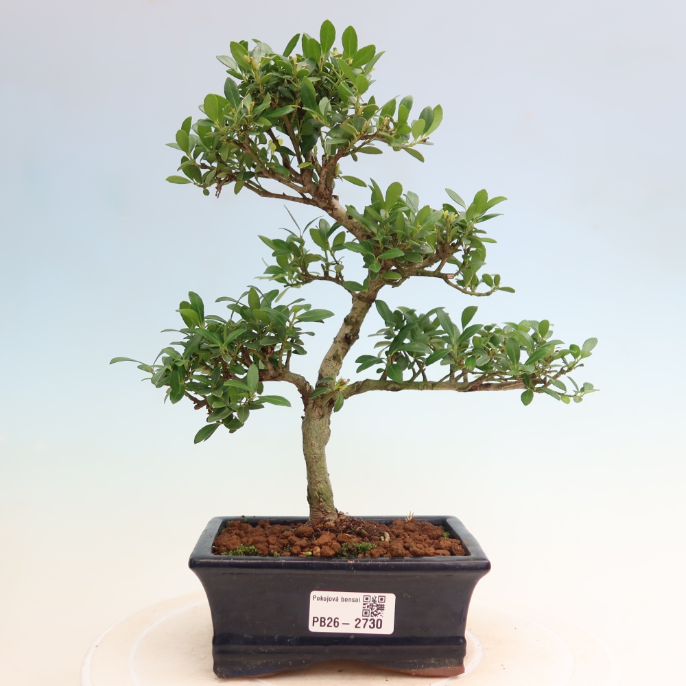 Zimmer Bonsai - Ilex crenata - Stechpalme