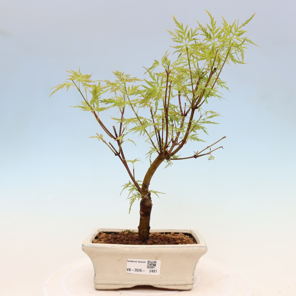 Bonsai für draußen - Acer palmatum Dissectum