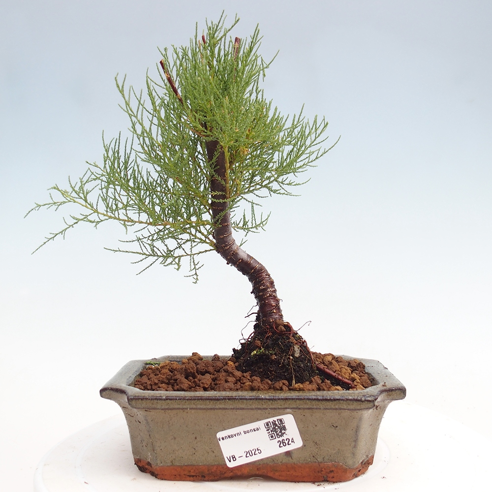 Bonsai im Freien - Tamarix - Tamarix
