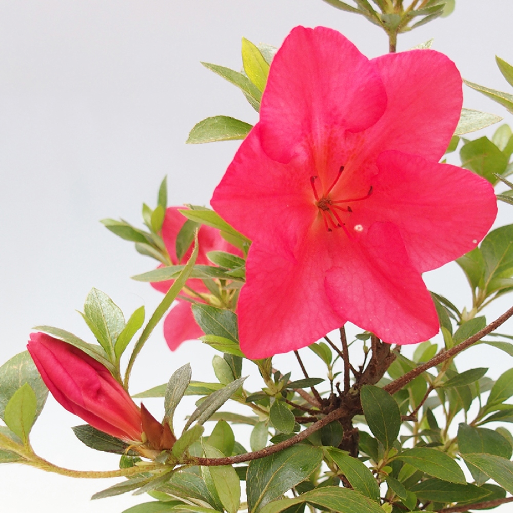 Bonsai im Freien - Japanische Azalee - Azalea Saien