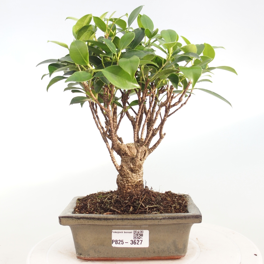 Zimmerbonsai - Ficus retusa - kleinblättriger Ficus