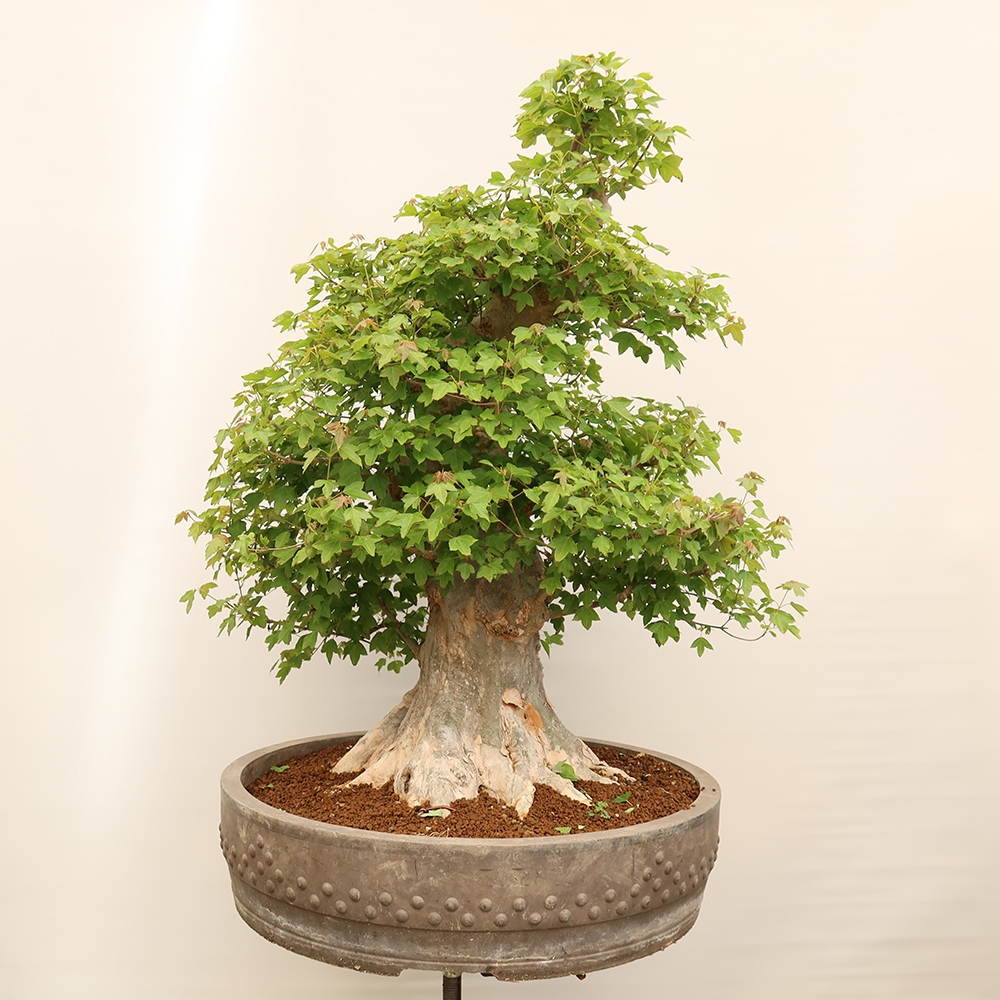 Bonsai für draußen - Ahorn Burger - Acer Burgerianum