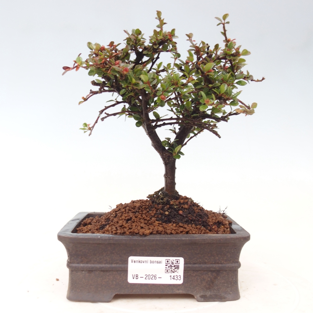 Bonsai für draußen - Cotoneaster horizontalis - Rocky Mountain
