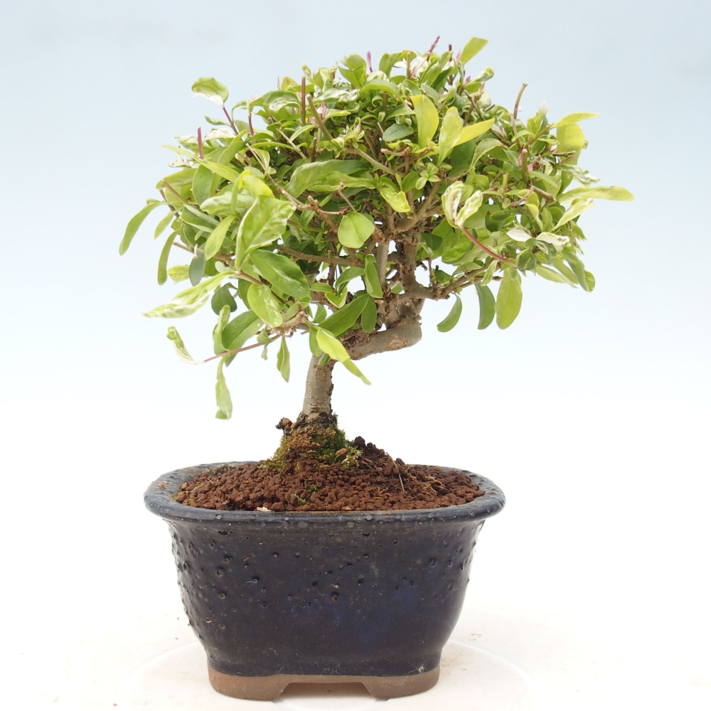 Freilandbonsai - Ligustrum obtusifolium - Stumpfblättriger Vogelschnabel