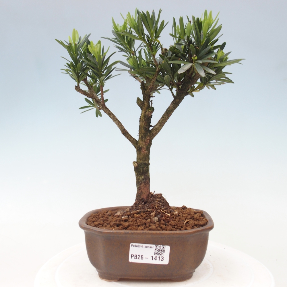 Zimmerbonsai - Podocarpus - Stein-Eibe
