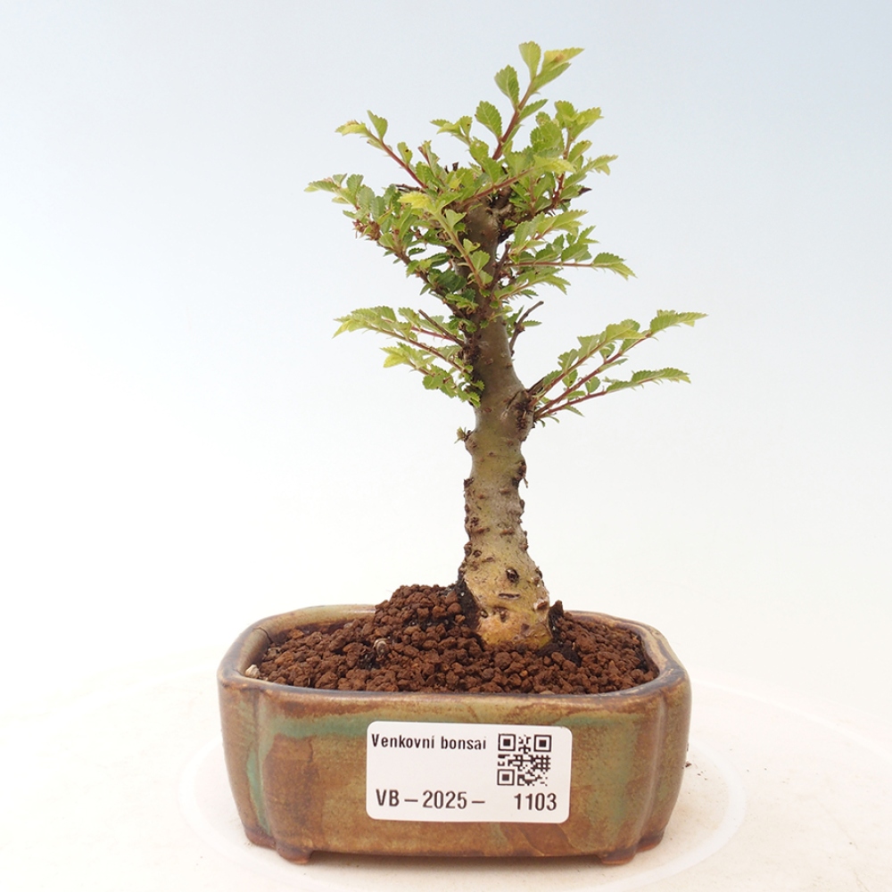 Bonsai im Freien - Ulmus parvifolia Sagei - Kleinblättrige Ulme