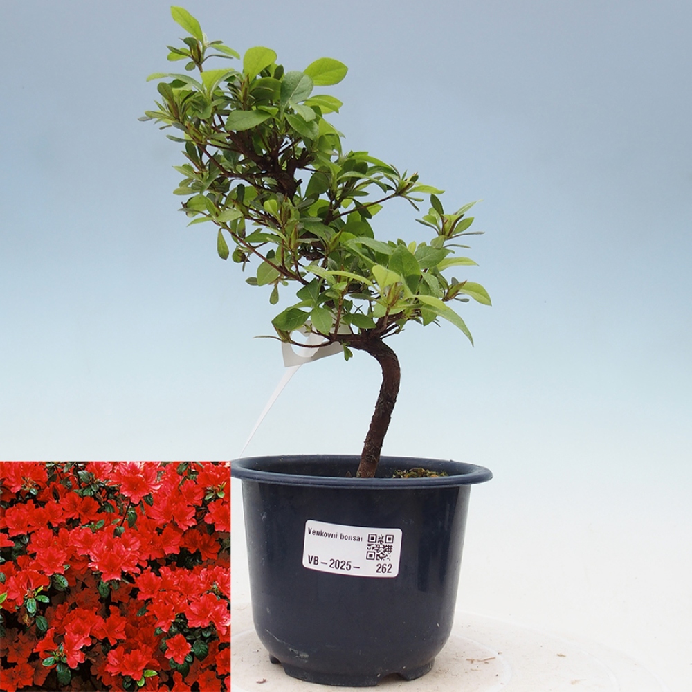 Bonsai im Freien - Japanische Azalee - Azalea Benibeni