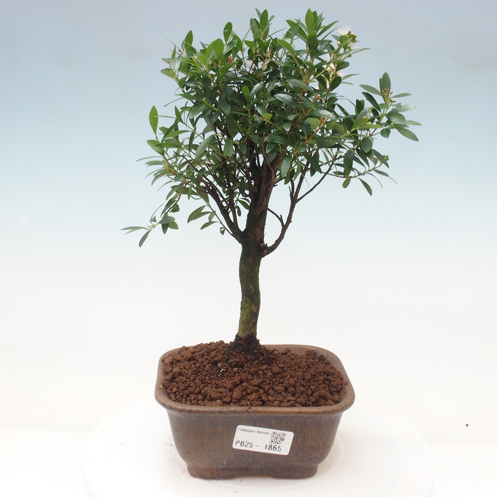 Zimmer Bonsai - Syzygium - Pimentovník