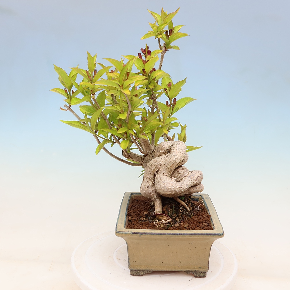 Freiland-Bonsai – Weigela subsessilis – Koreanische Weigela