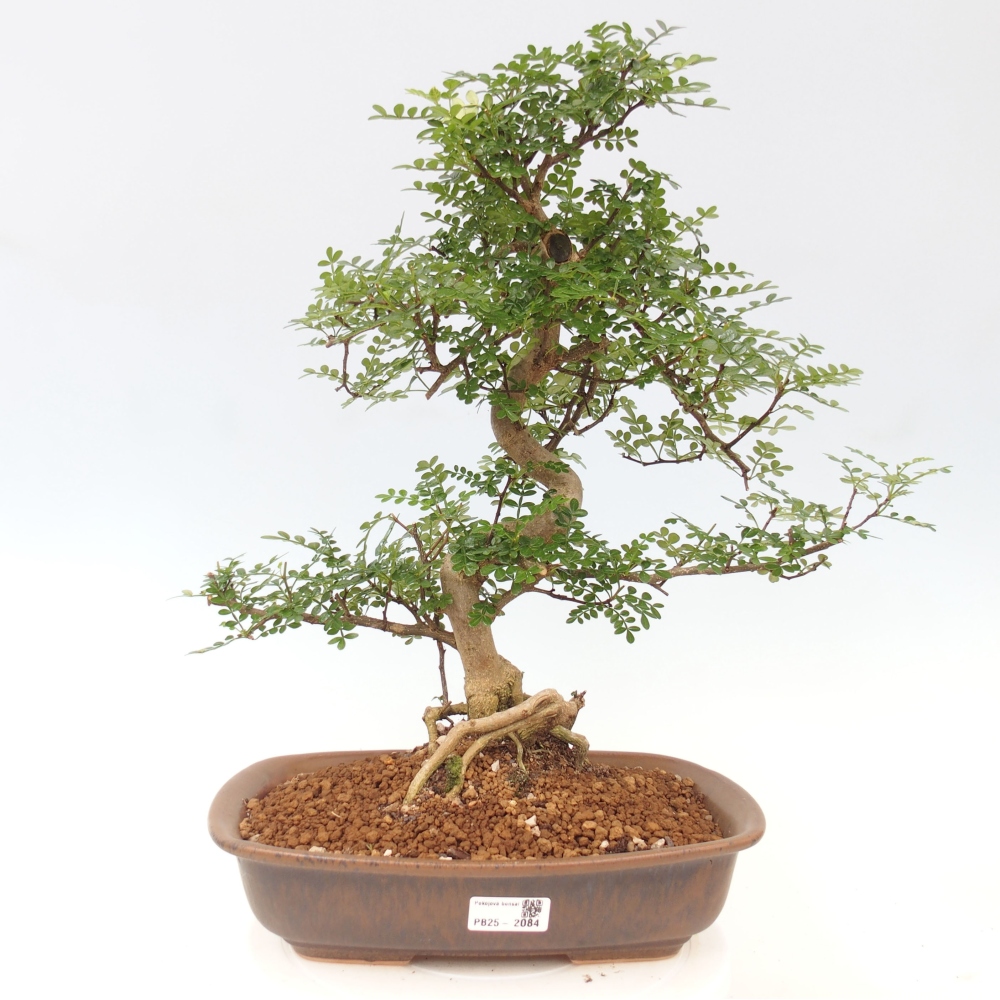 Zimmerbonsai - Zantoxylum piperitum - Pfefferminze