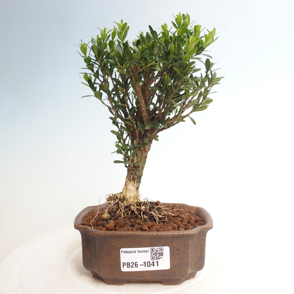 Zimmer Bonsai - Buxus harlandii - Korkbuxus