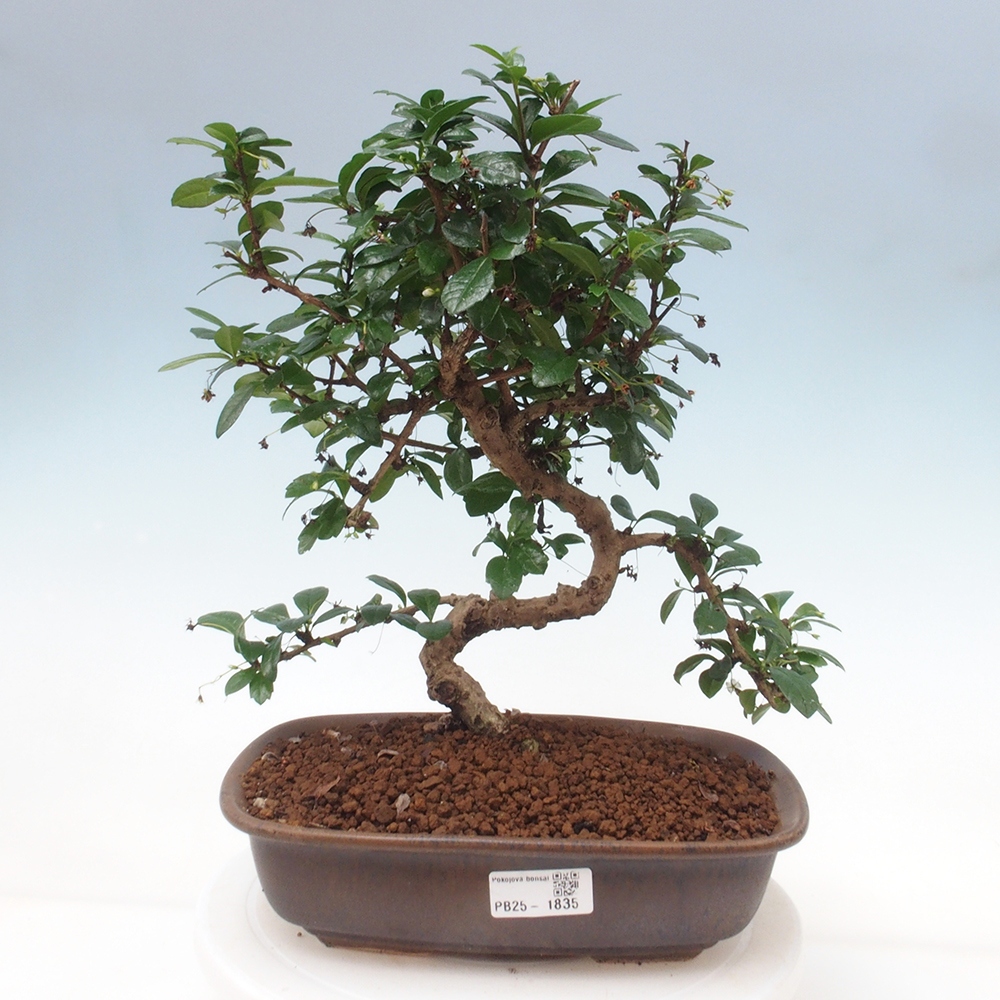 Zimmer Bonsai - Carmona macrophylla - Tea Fuki