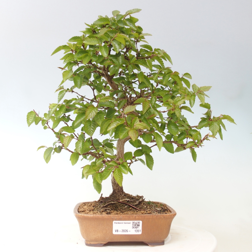 Bonsai für draußen -Carpinus CARPINOIDES - Koreanische Hainbuche