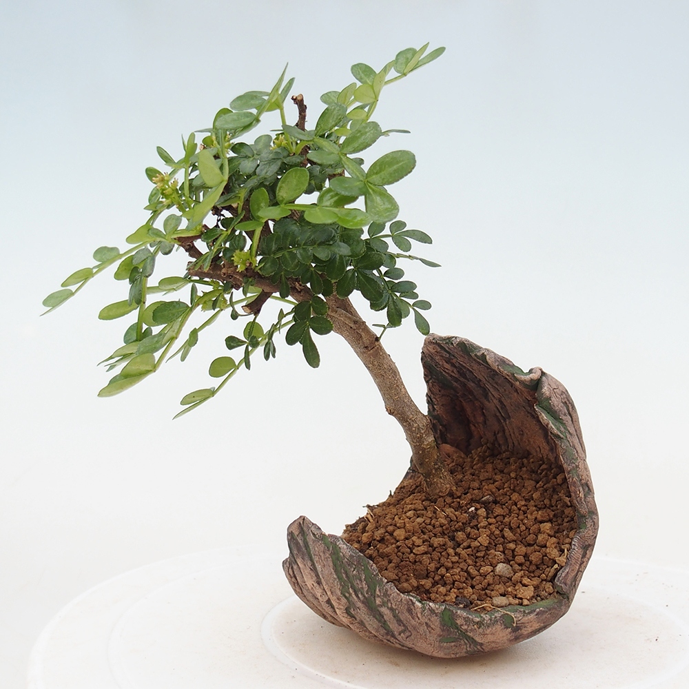 Zimmer Bonsai - Zantoxylum piperitum - Pfefferbaum