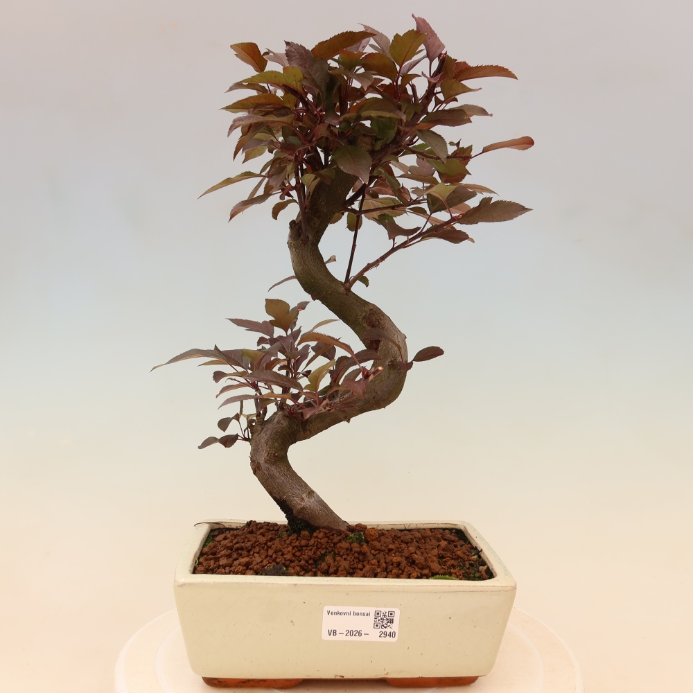 Freilandbonsai - Malus Domestica - Kleinfruchtiger rotblättriger Apfelbaum