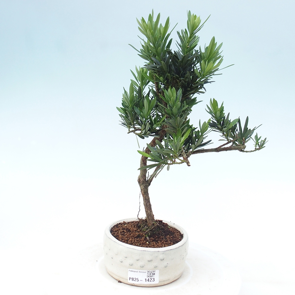 Indoor-Bonsai - Podocarpus - Stein tausend