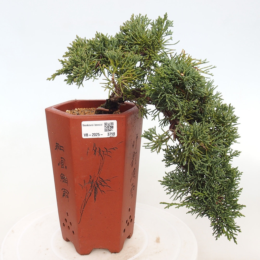 Bonsai für draußen - Juniperus chinensis Kishu