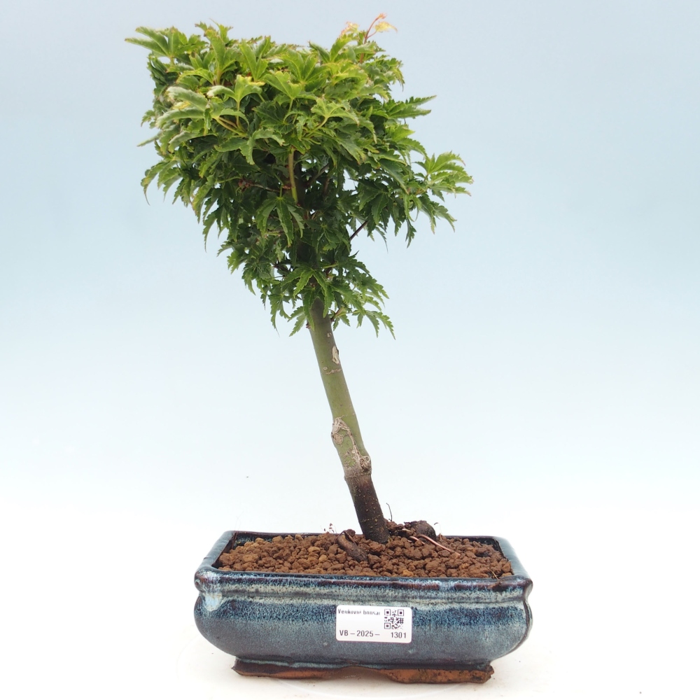 Bonsai im Freien - Acer palmatum Shishigashira-Ahorn