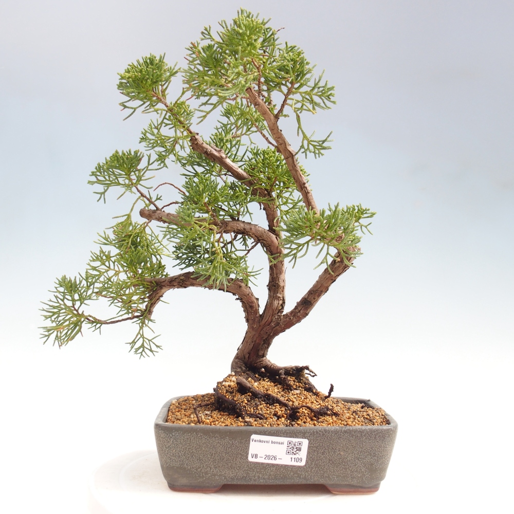 Bonsai für draußen - Juniperus chinensis Kishu