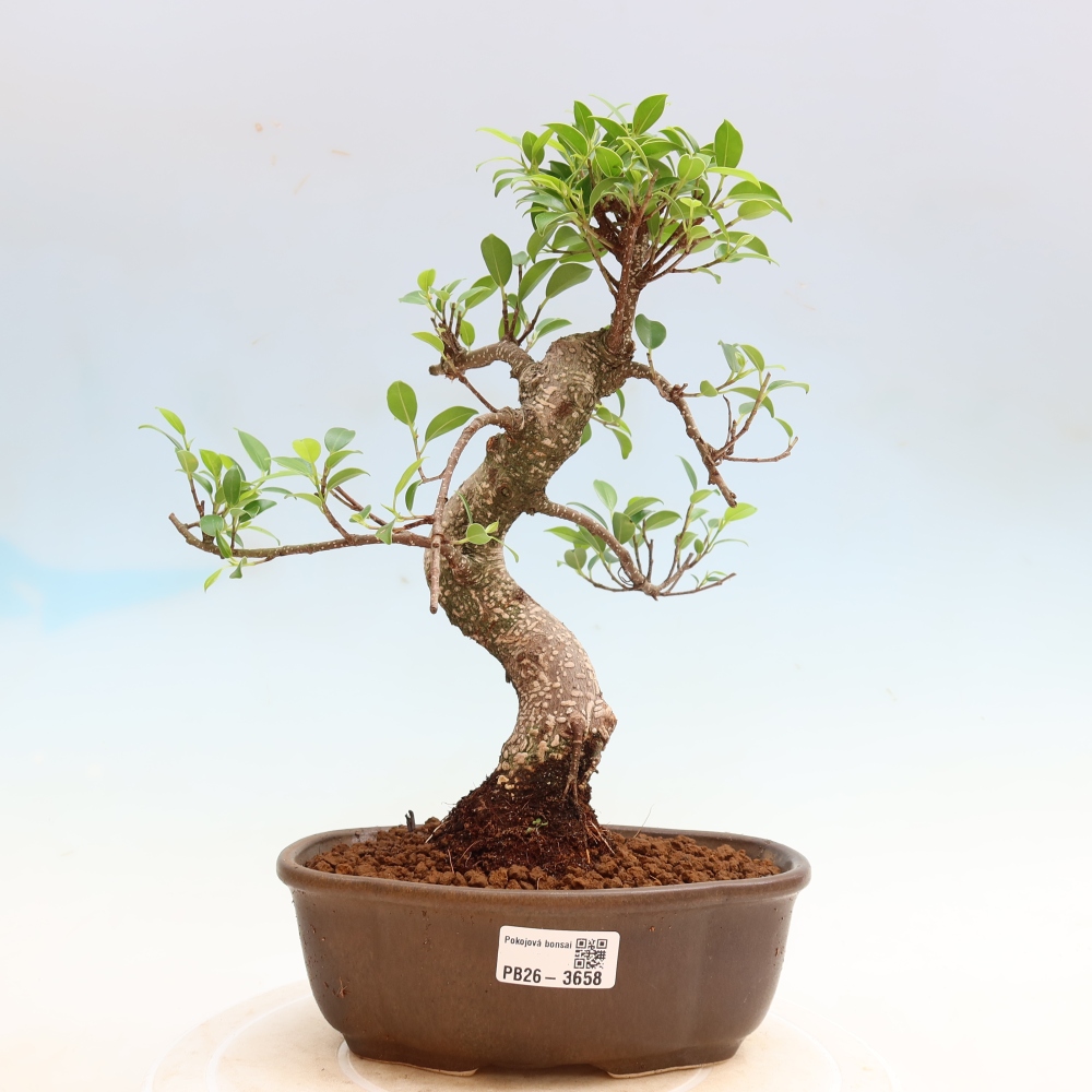 Zimmerbonsai - Ficus kimmen - Kleinblättriger Ficus