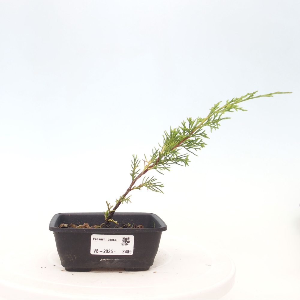 Outdoor bonsai - Juniperus chinensis Itoigawa - Chinese juniper