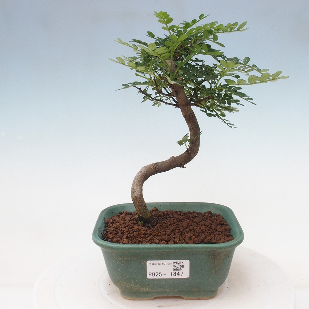 Indoor-Bonsai - Zantoxylum piperitum - Pfefferminze