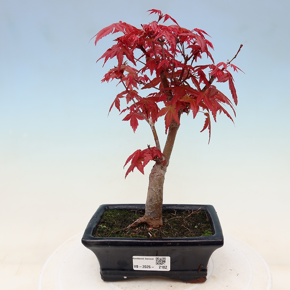 Bonsai für draußen - Acer palmatum DESHOJO