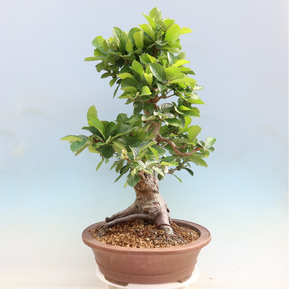 Bonsai für draußen - Photinia villosa