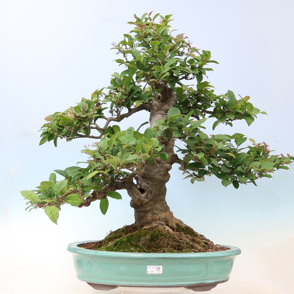 Bonsai für den Außenbereich – Ilex serrata – Sägeblättrige Stechpalme