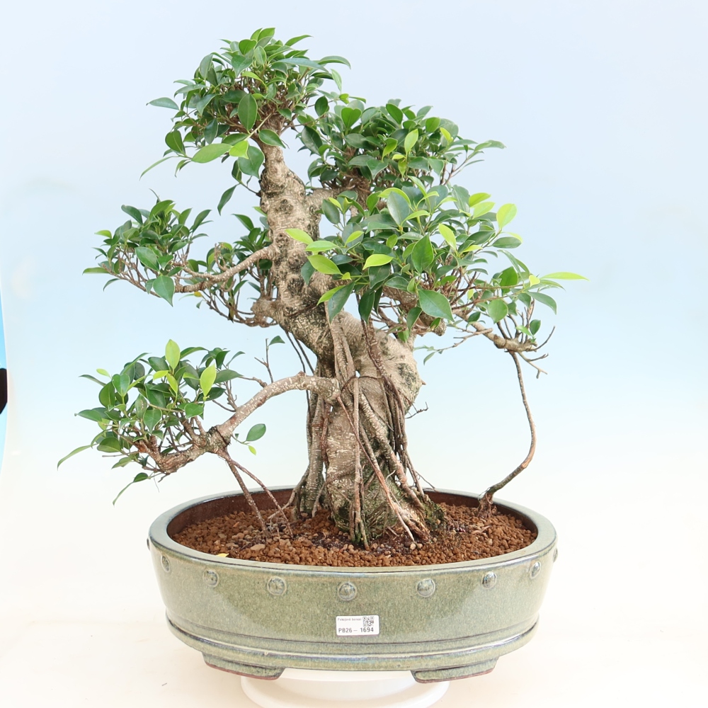Zimmerbonsai - Ficus kimmen - Kleinblättriger Ficus