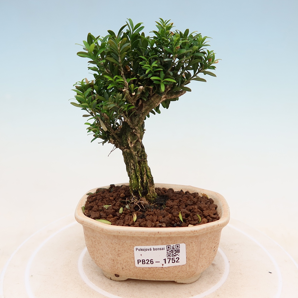 Zimmer Bonsai - Buxus harlandii - Korkbuxus