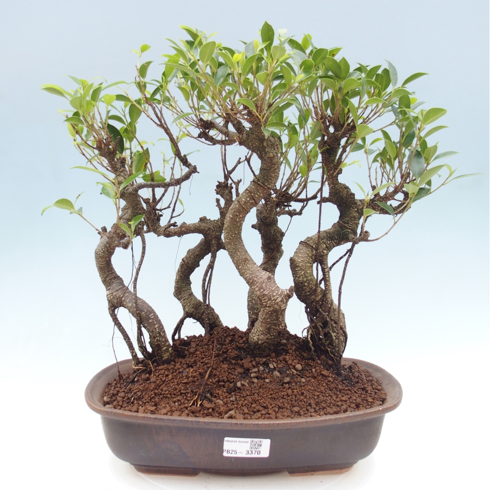 Zimmerbonsai - Ficus kimmen - Kleinblättriger Ficus