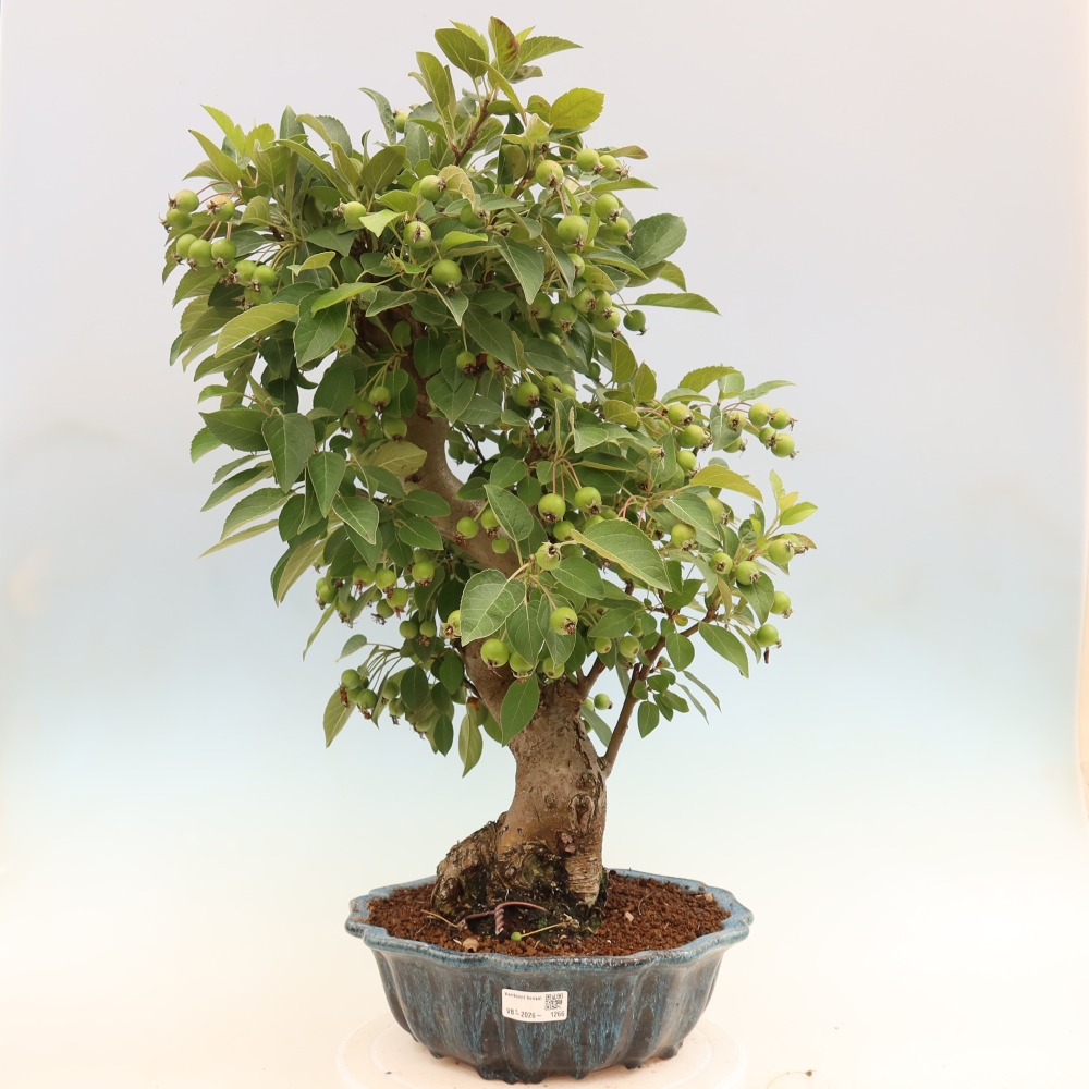 Outdoor-Bonsai -Malus halliana - Kleinfrüchtiger Apfelbaum