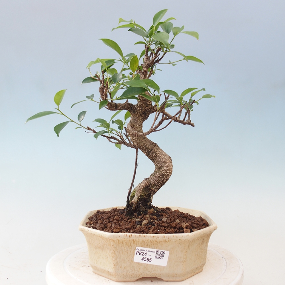 Indoor-Bonsai - Ficus retusa - kleiner Ficus