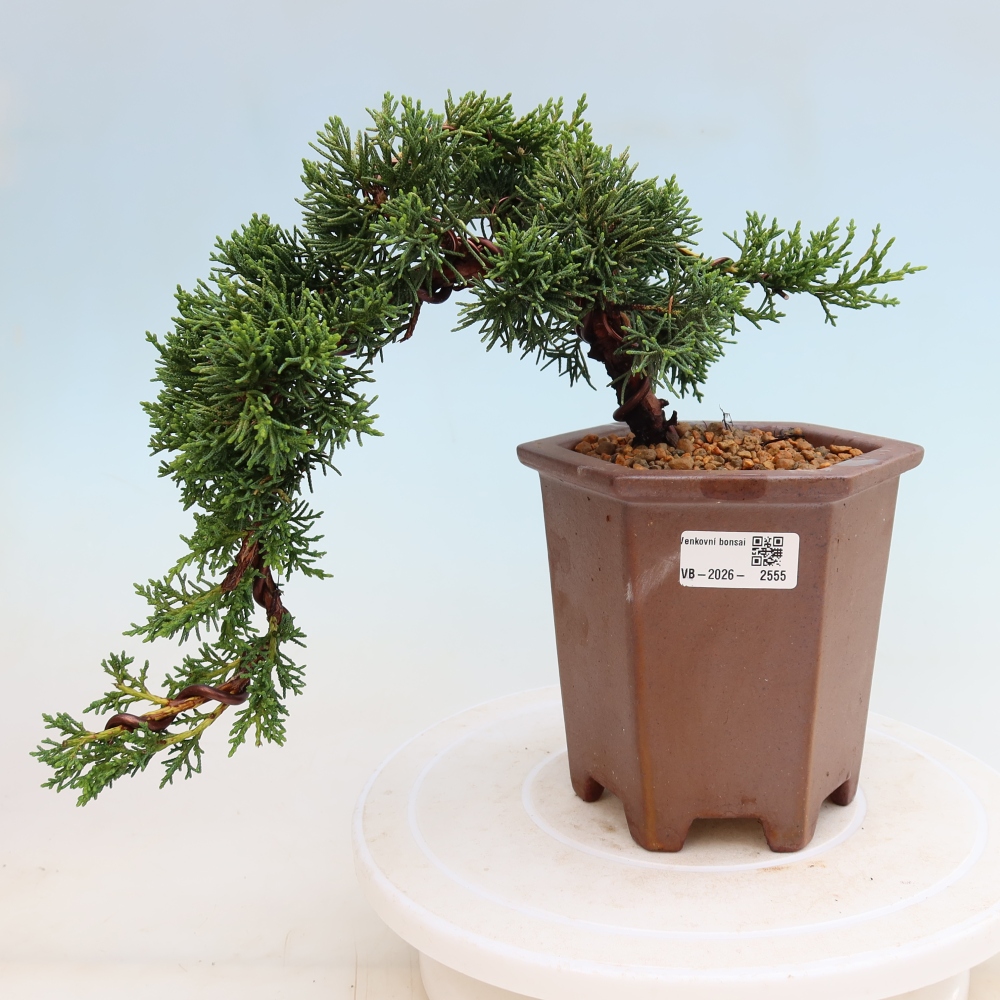 Bonsai für draußen - Juniperus chinensis Kishu