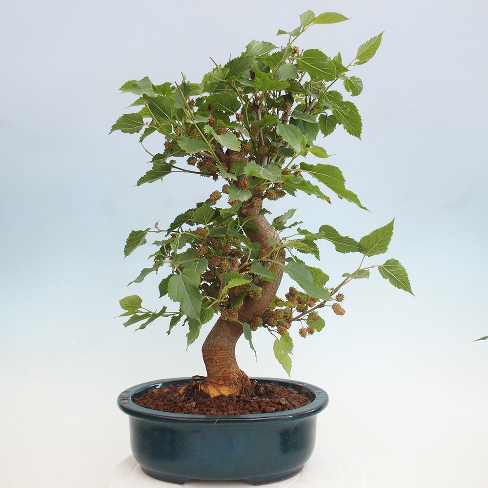 Bonsai im Freien - Morus alba - Maulbeere